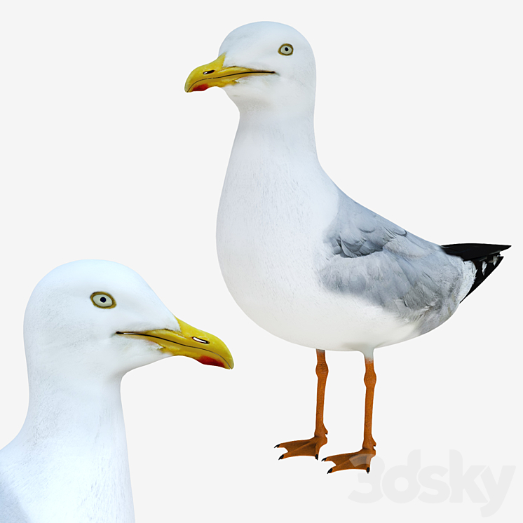 Gull 3DS Max - thumbnail 1