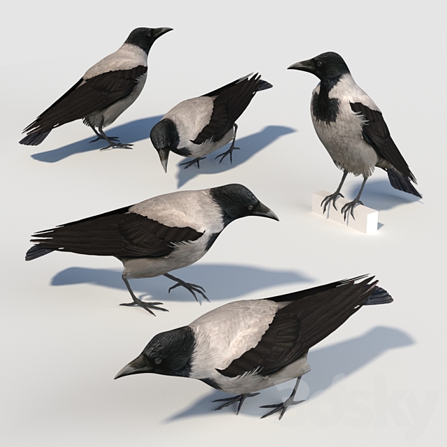 Hooded Crow (bird) 3DS Max Model - thumbnail 2