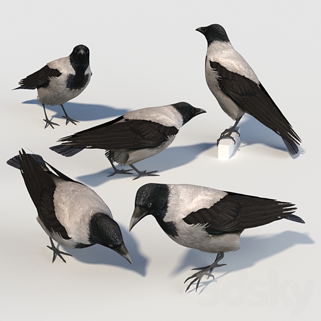 Hooded Crow (bird) 3DS Max Model - thumbnail 3