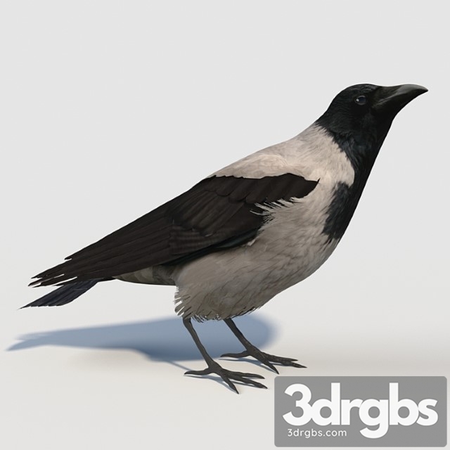 Hooded crow (bird) - thumbnail 1