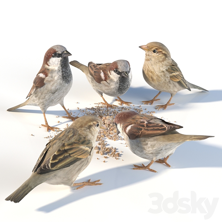 House Sparrow \/ 1 3DS Max - thumbnail 1