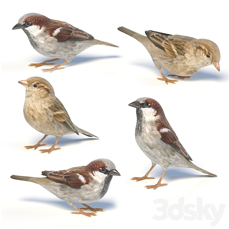 House Sparrow \/ 1 3DS Max - thumbnail 2