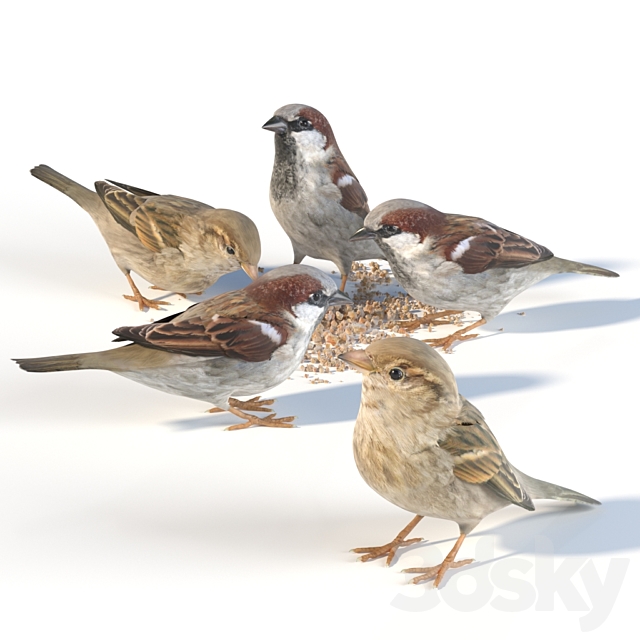 House Sparrow _ 1 3DSMax File - thumbnail 3