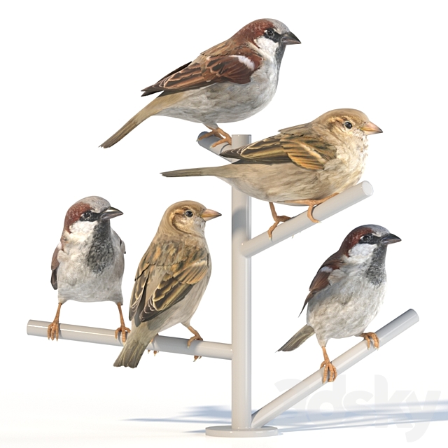 House Sparrow _ 2 3DSMax File - thumbnail 1