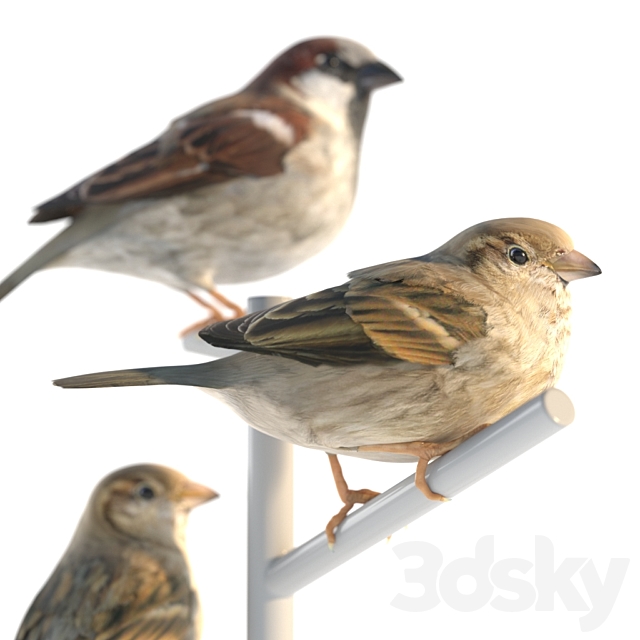 House Sparrow _ 2 3DSMax File - thumbnail 2