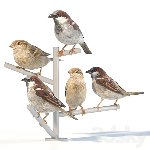 House Sparrow _ 2 3DSMax File - thumbnail 3