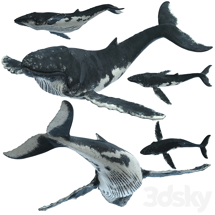 Humpback whale 3DS Max - thumbnail 1