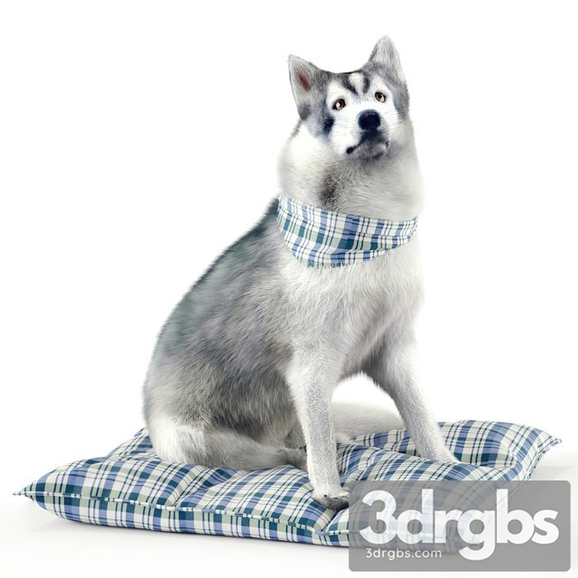 Husky Husky 3dsmax Download - thumbnail 1