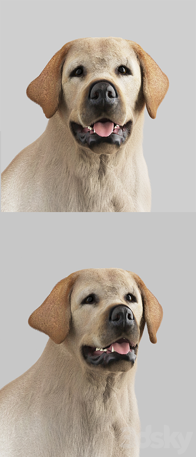 Labrador Retriever 3DS Max Model - thumbnail 2