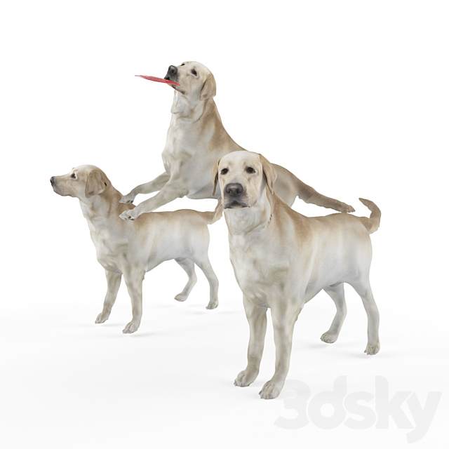 Labrador Shelby 3 variations 3DS Max Model - thumbnail 2