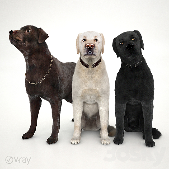 Labradors 3DSMax File - thumbnail 1