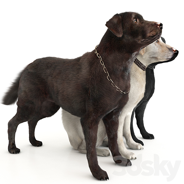 Labradors 3DSMax File - thumbnail 2