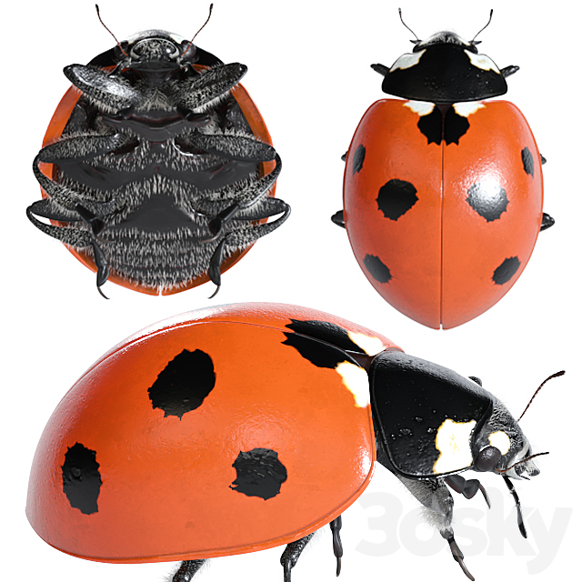 Ladybug (vray NEXT) 3ds Max - thumbnail 1