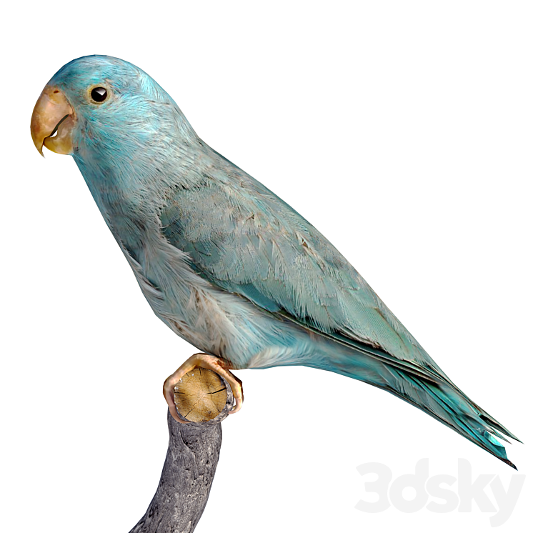 low poly parrot 3DS Max Model - thumbnail 1