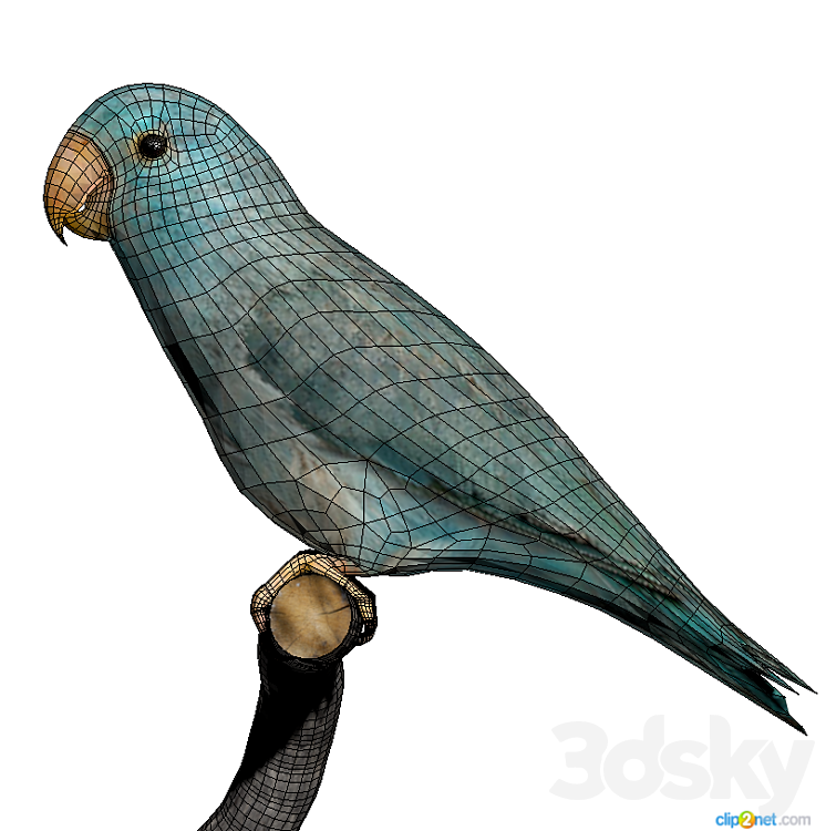 low poly parrot 3DS Max Model - thumbnail 2