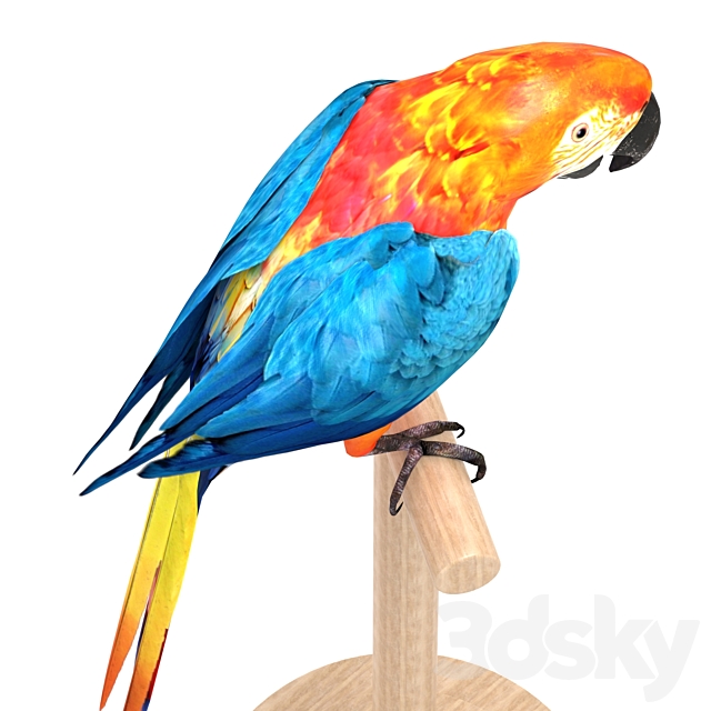 Macaw 3DS Max Model - thumbnail 3