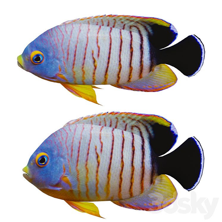 marine fish 3DS Max Model - thumbnail 1