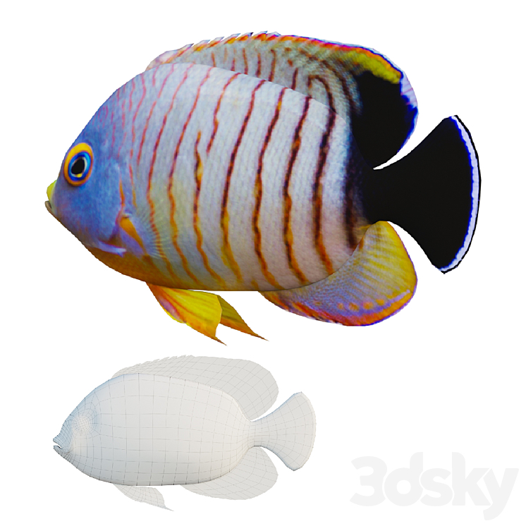 marine fish 3DS Max - thumbnail 2