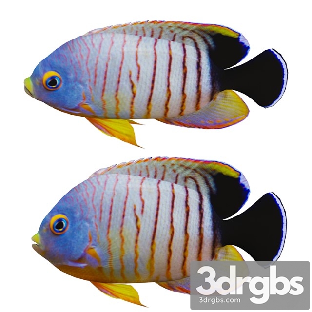 Marine Fish 3dsmax Download - thumbnail 1