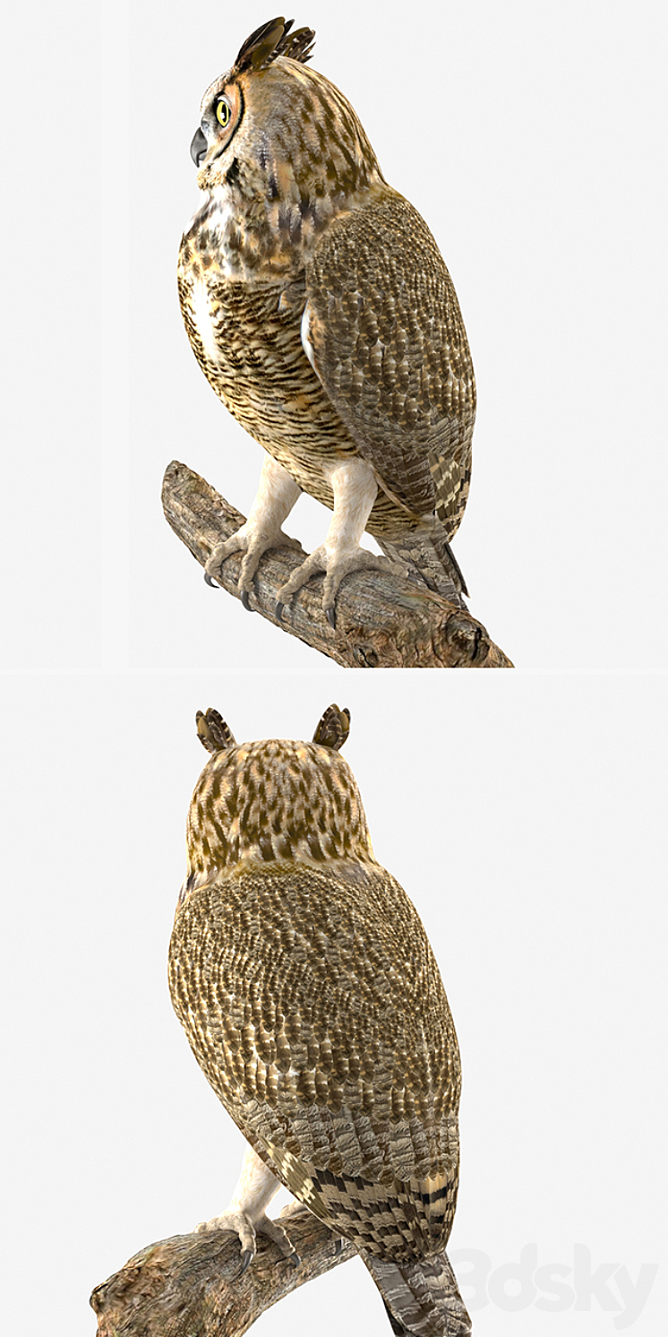 Owl 3DS Max - thumbnail 2