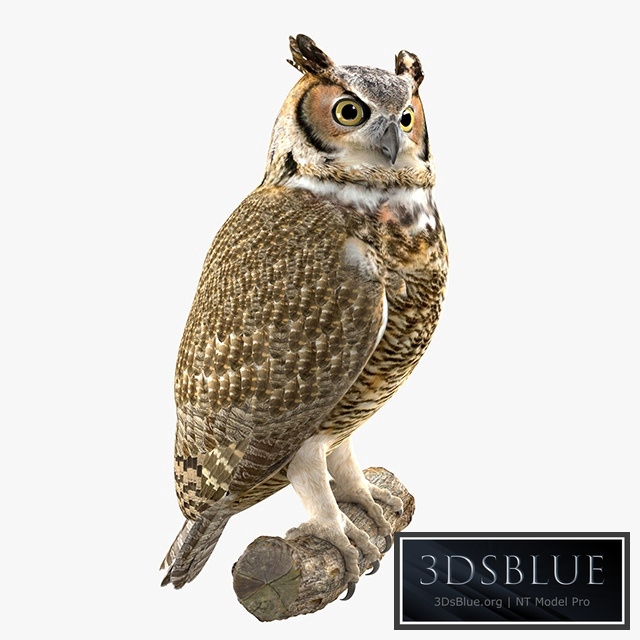 Owl 3DS Max - thumbnail 3