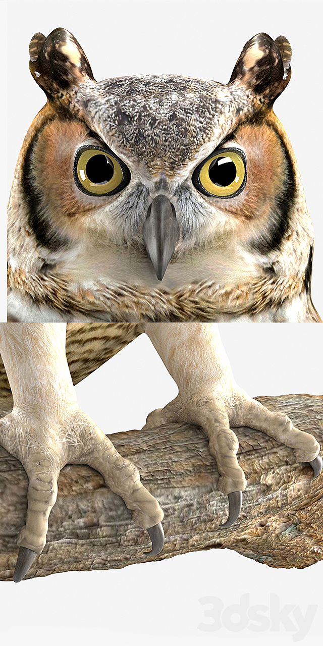 Owl 3DSMax File - thumbnail 3