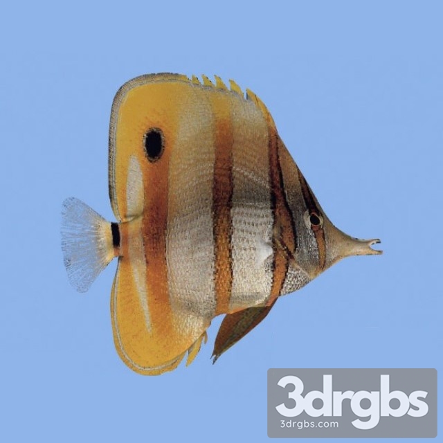 Paracheatodon Ocellatus 3dsmax Download - thumbnail 1