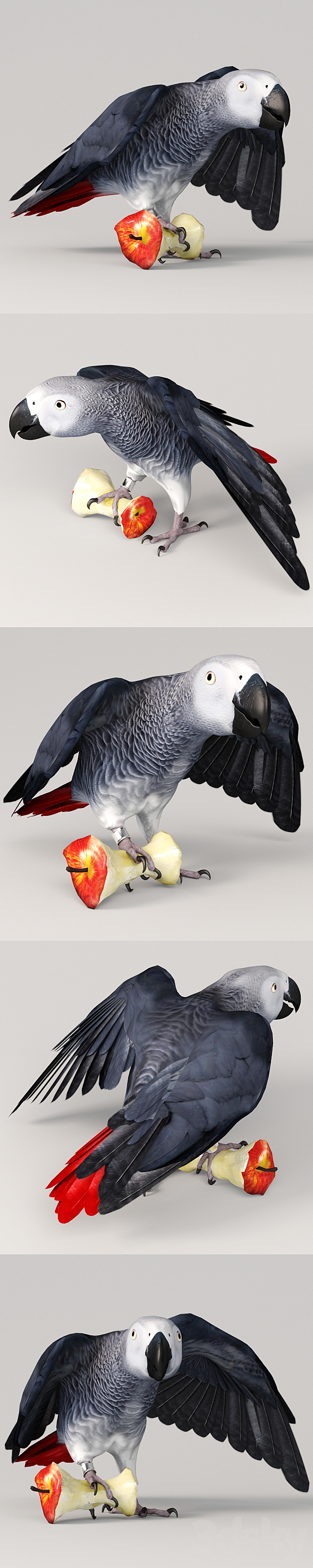 Parrot Jaco 3DS Max Model - thumbnail 2