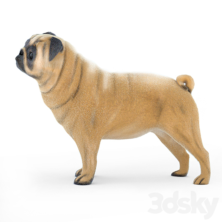 Pug 2 3DS Max - thumbnail 2