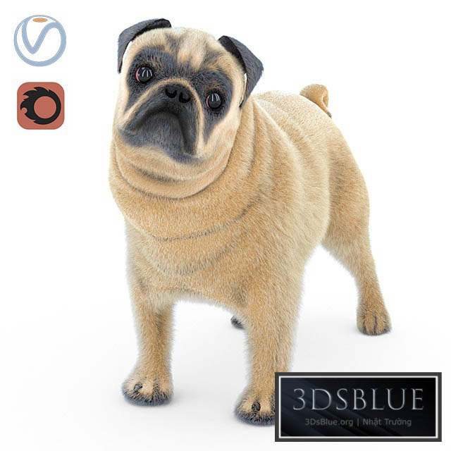 Pug 2 3DS Max - thumbnail 3