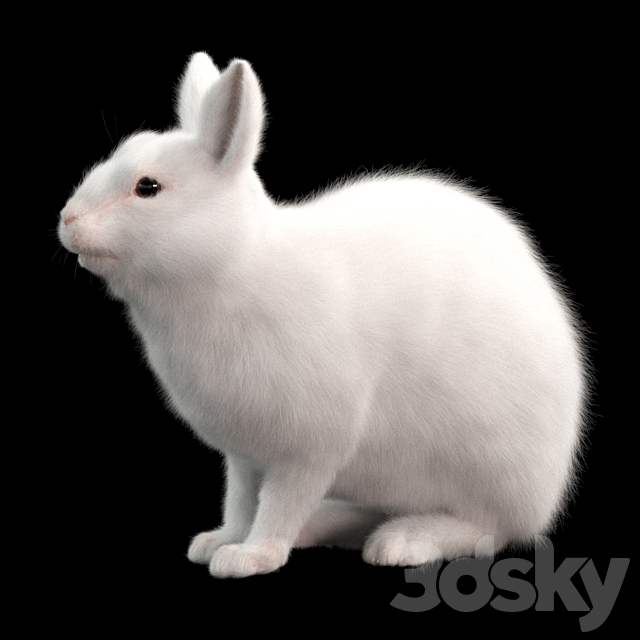 Rabbit 3DS Max Model - thumbnail 3