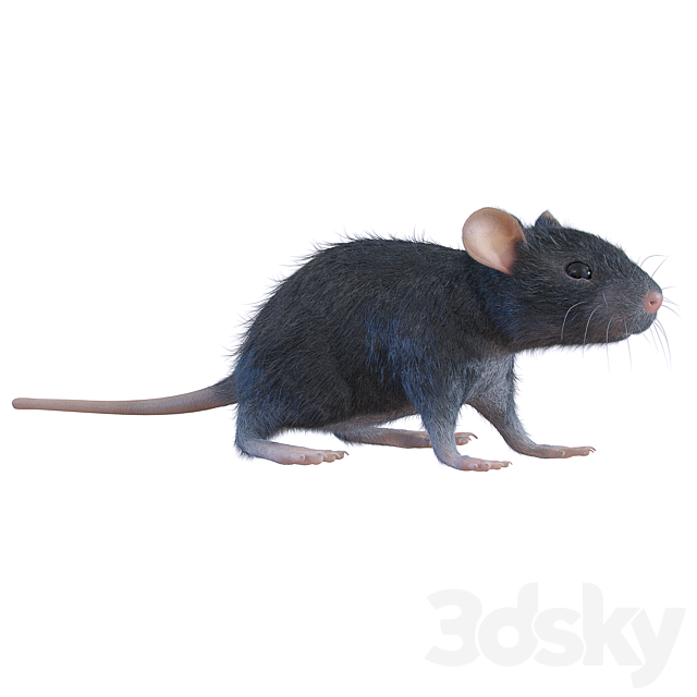 Rat 3ds Max - thumbnail 1