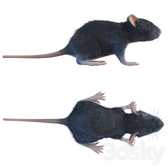 Rat 3ds Max - thumbnail 2