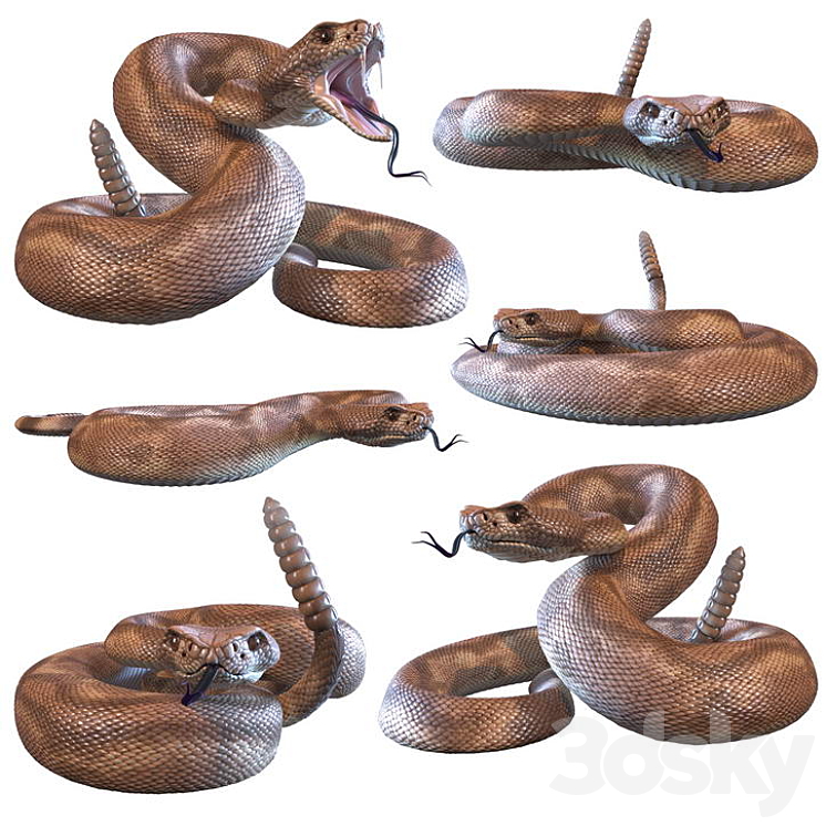 Rattlesnake 3DS Max Model - thumbnail 1