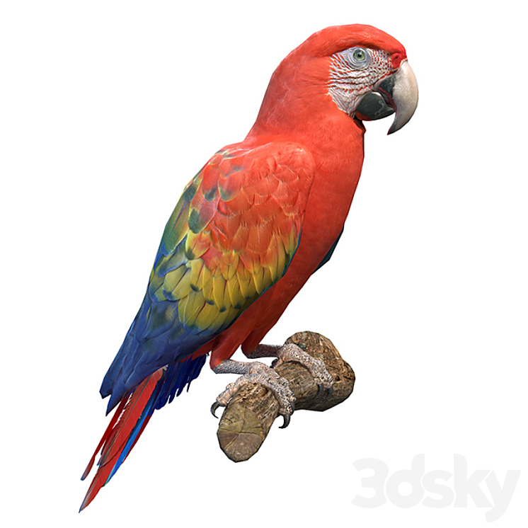 Red macaw 3DS Max - thumbnail 1