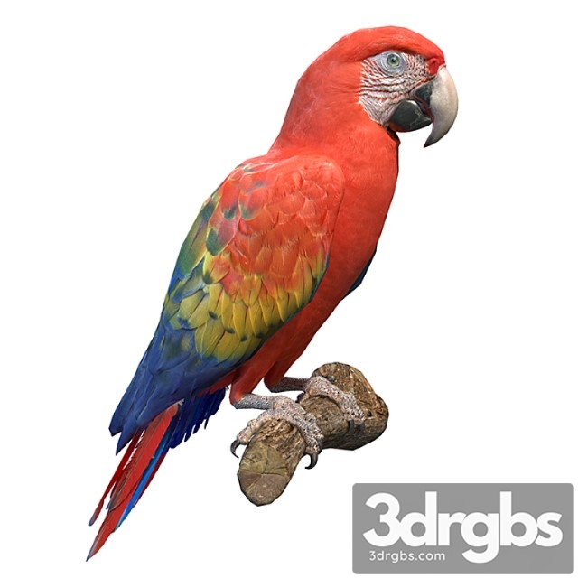 Red macaw - thumbnail 1