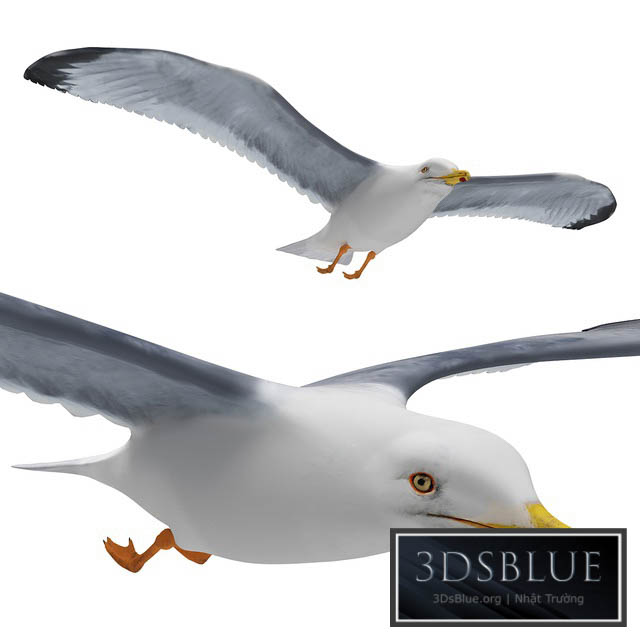 Seagull in flight 3DS Max - thumbnail 3