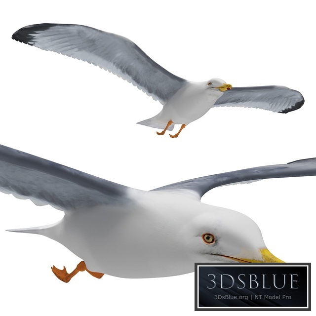 Seagull in flight 3DS Max - thumbnail 3