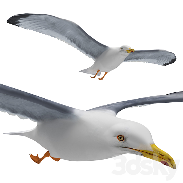 Seagull in flight 3DSMax File - thumbnail 1