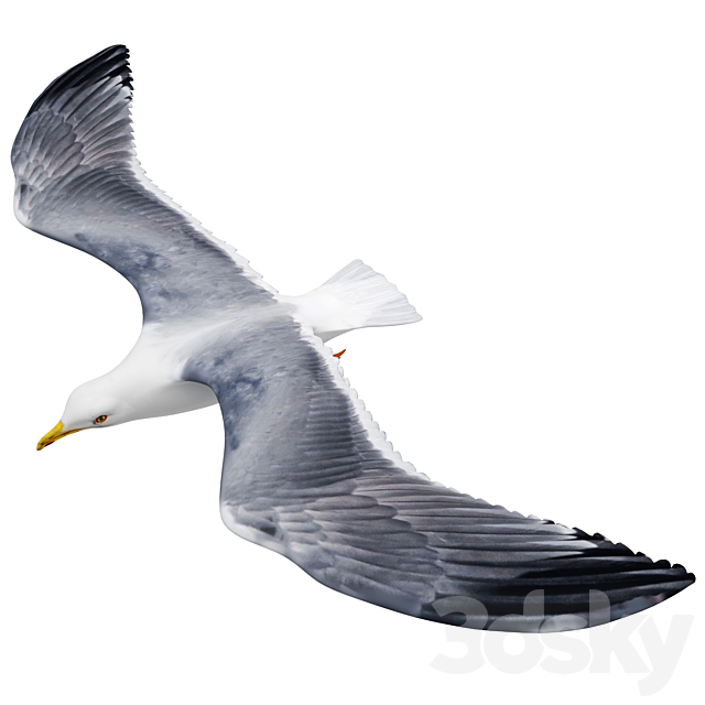 Seagull in flight 3DSMax File - thumbnail 2