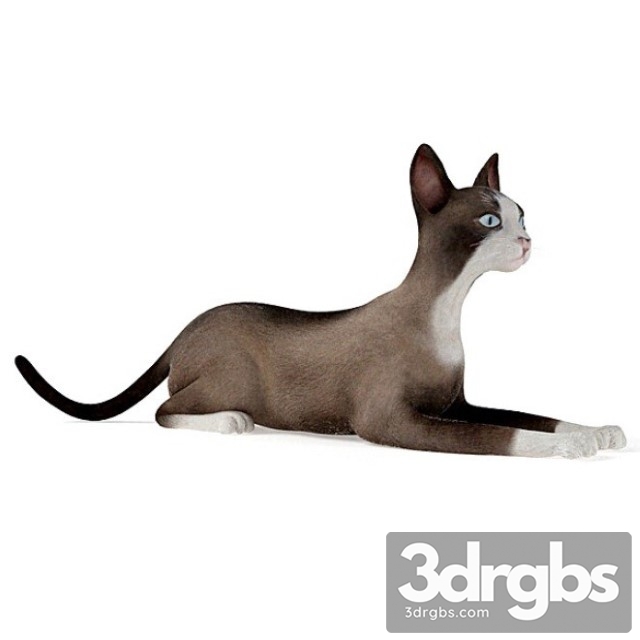 Siamese Cat 3dsmax Download - thumbnail 1