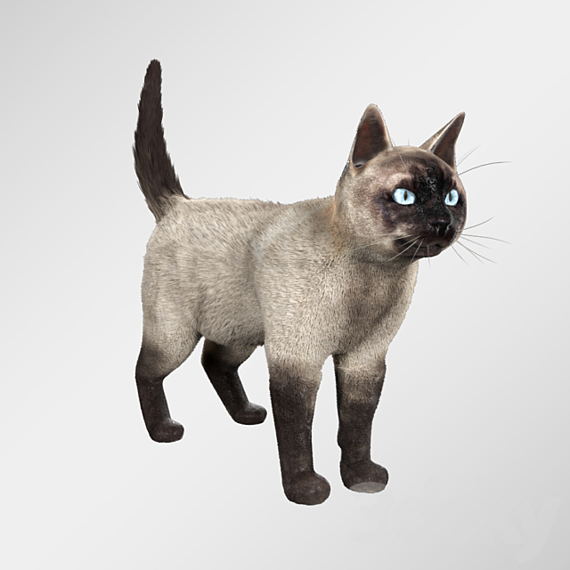 Siamese cat 3DSMax File - thumbnail 1