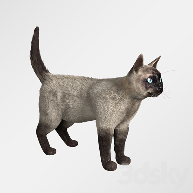 Siamese cat 3DSMax File - thumbnail 2