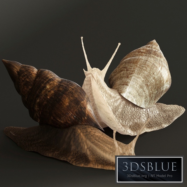 Snails 3DS Max - thumbnail 3