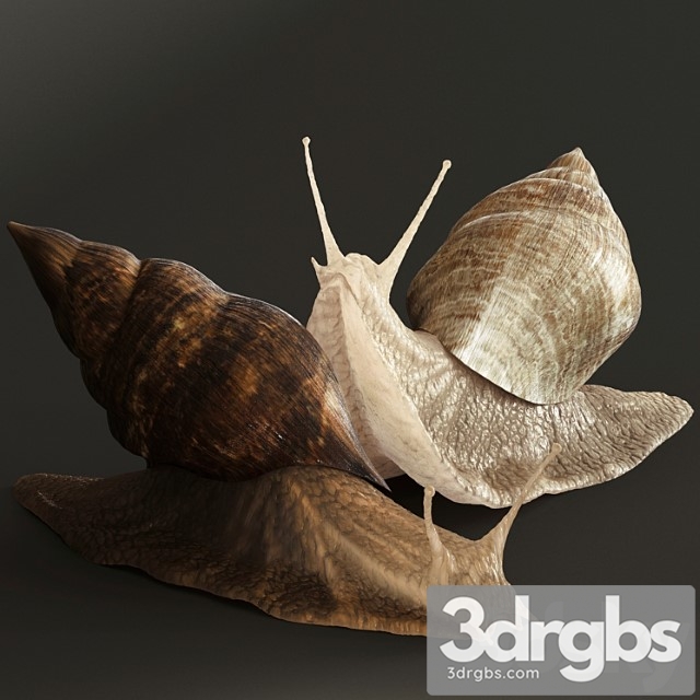 Snails - thumbnail 1