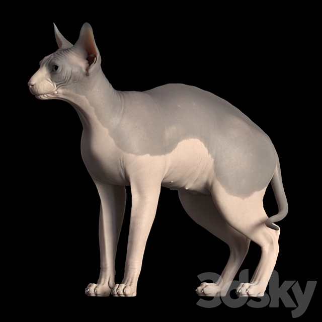 Sphynx cat 3ds Max - thumbnail 1