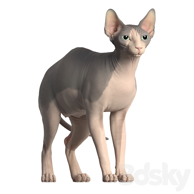 Sphynx cat 3ds Max - thumbnail 2