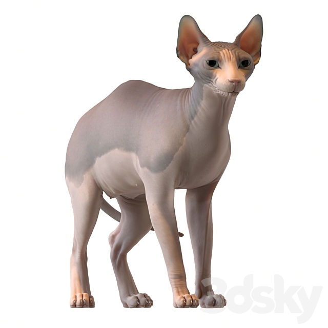 Sphynx cat 3ds Max - thumbnail 3