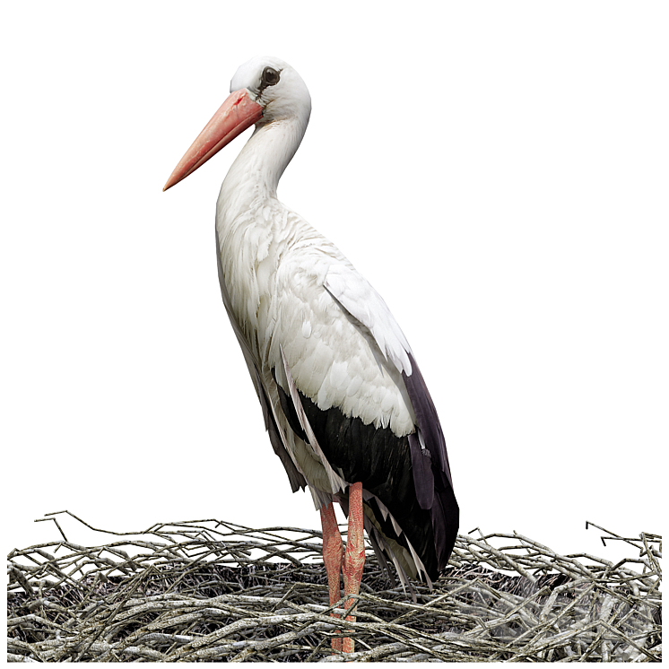 Stork 3DS Max Model - thumbnail 2