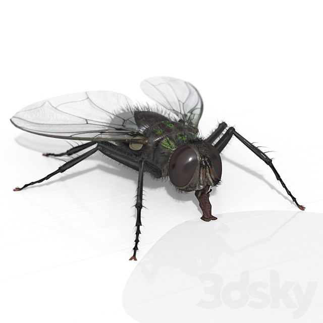 The Fly 3ds Max - thumbnail 1